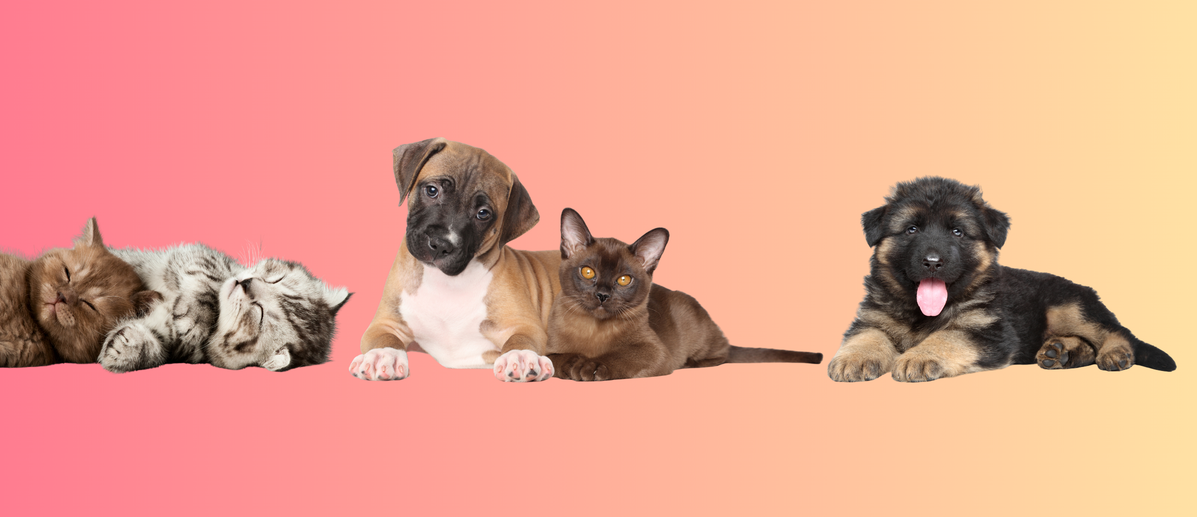 Chatons et chiots — la communauté FinallyFoundPet